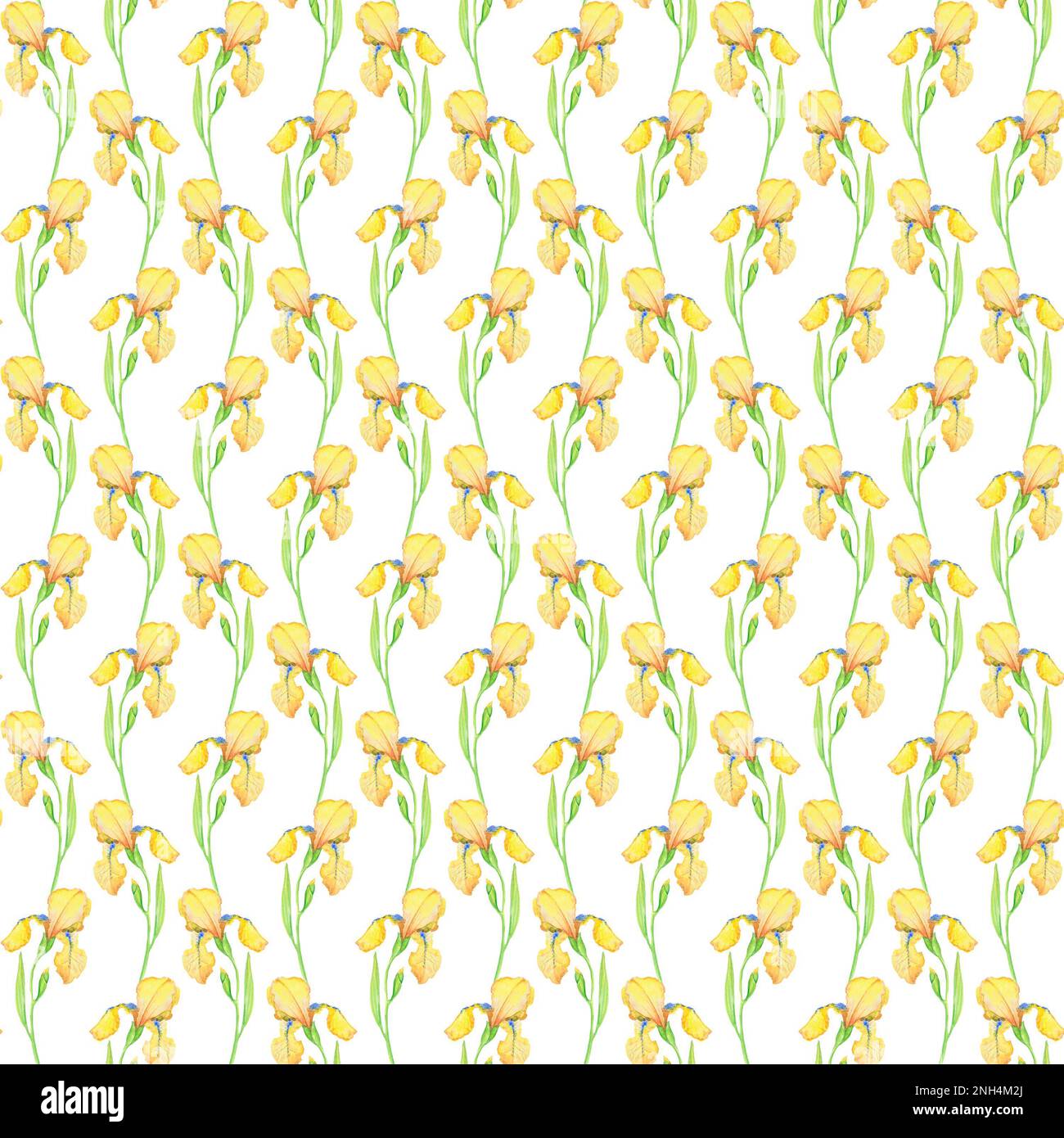 Yellow irises seamless pattern, watercolor illustration of flowers. Hand drawing for printing on fabric, decoration, wallpaper, wrapping paper Stock Photo