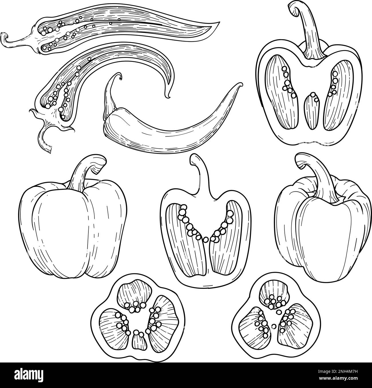Pepper Sketch hand drawn set. Half and whole pepper chilli. Vintage