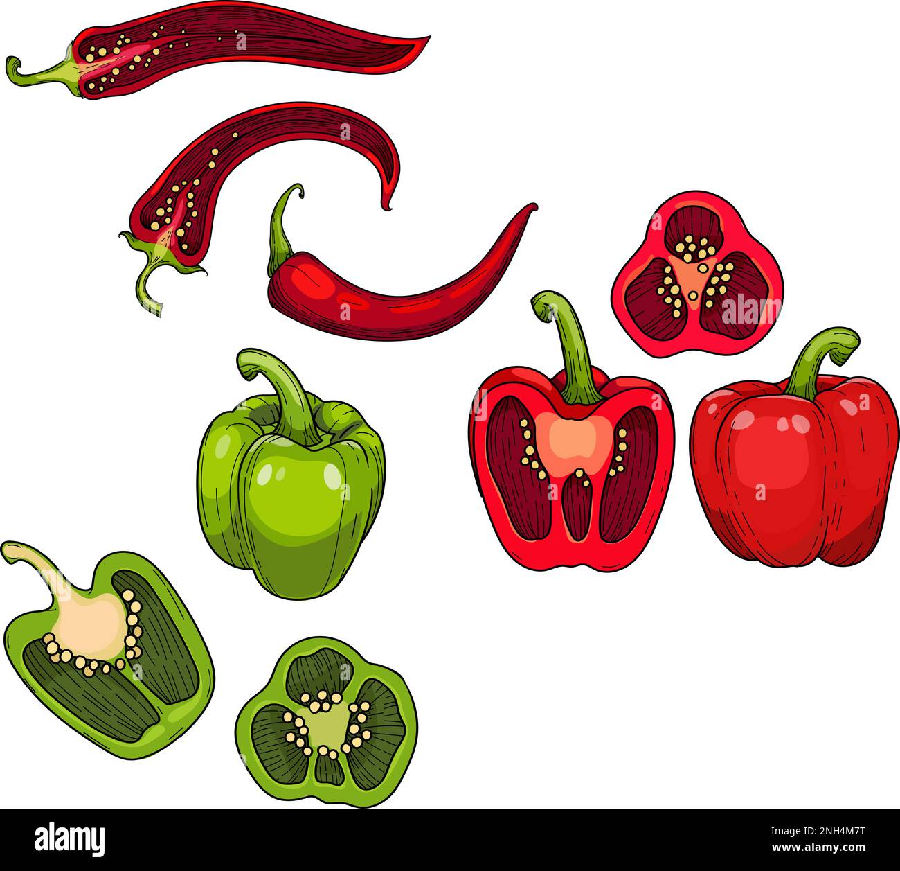 Sweet Paprika pepper, Chili pepper. Whole and halved green and red bell pepper , hand drawn illustration. Stock Vector