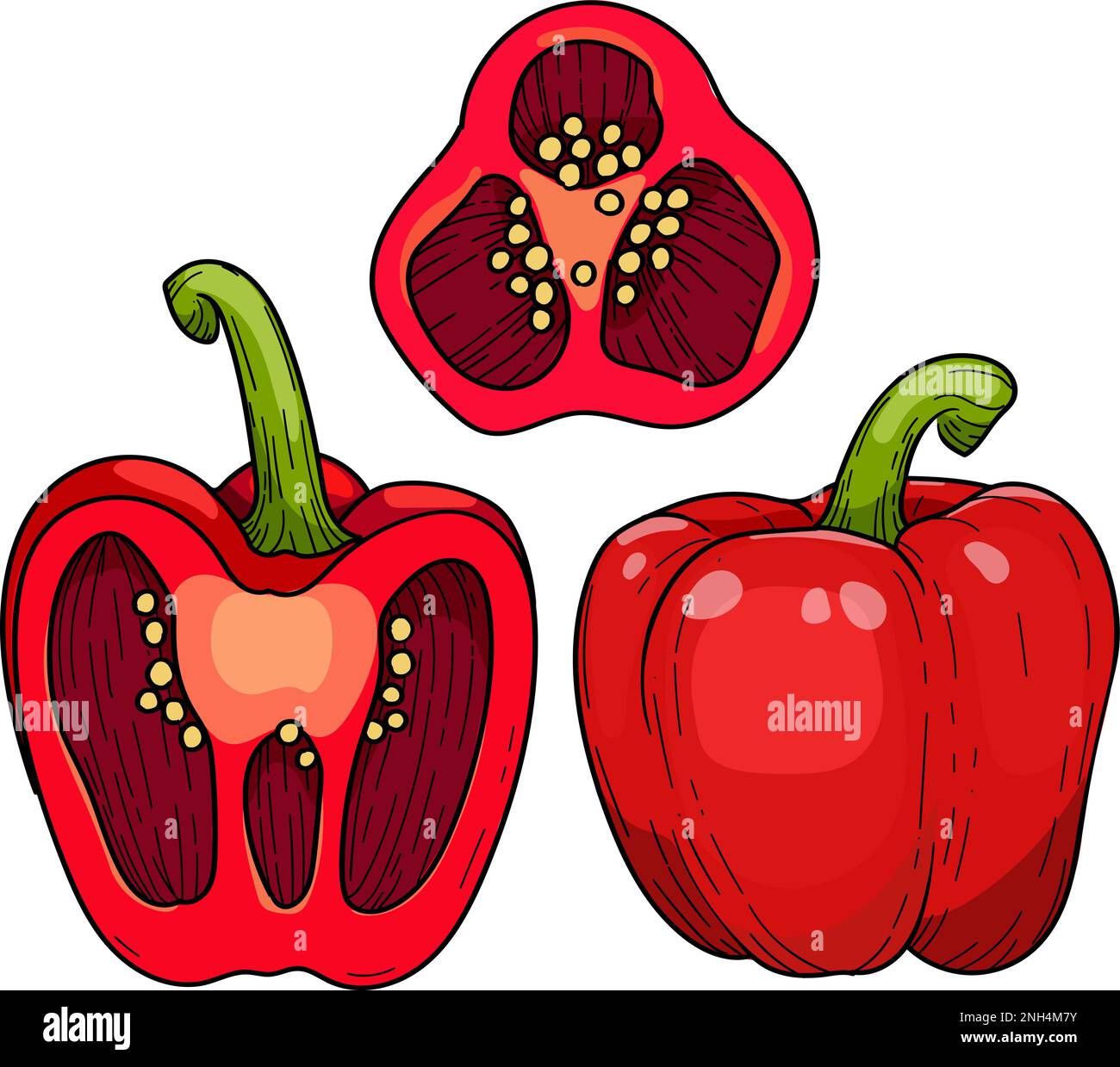 Sweet Paprika pepper, ripe red, half a pod, Vector hand drawn illustration. Stock Vector
