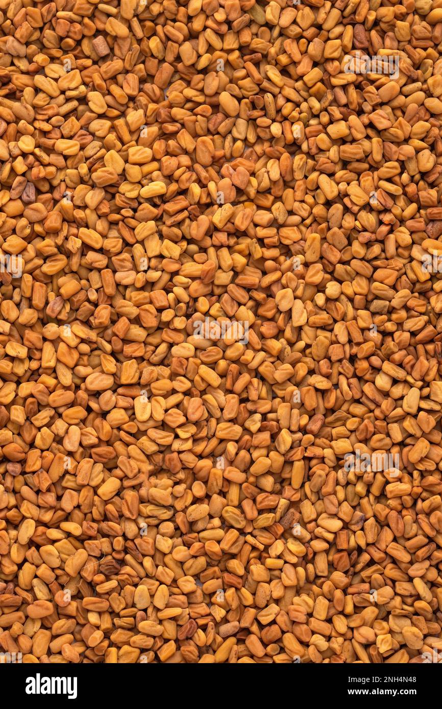 Organic dried fenugreek seeds - Trigonella foenum-graecum Stock Photo