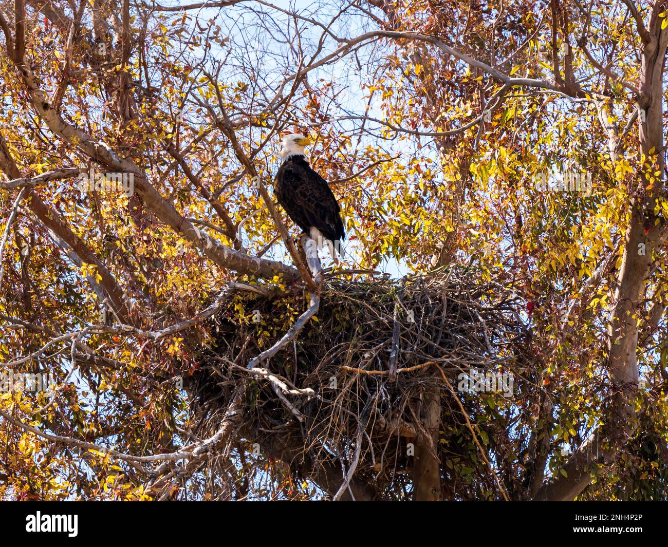 A bald eagle perches in a very large tree near its' nest where a young