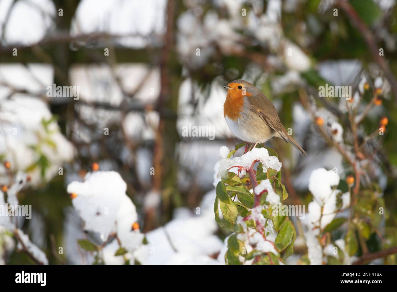 A Robin (Erithacus Rubecula) Perched on a Snow-covered Branch of a Rose in Winter Stock Photo