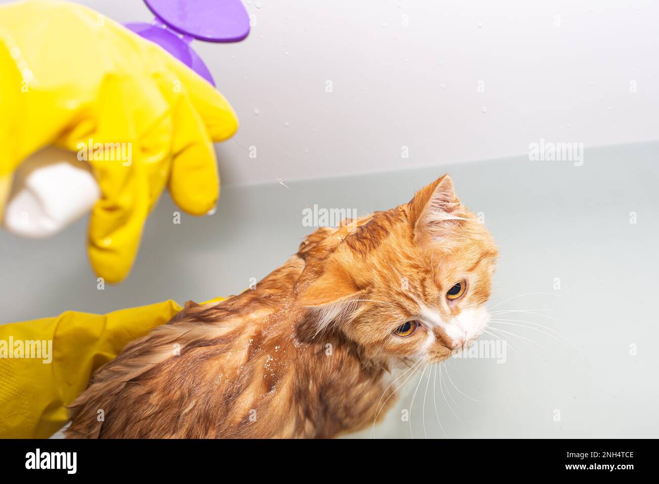 Bathing the cat in the bathtub. The owner washes the red kitten with