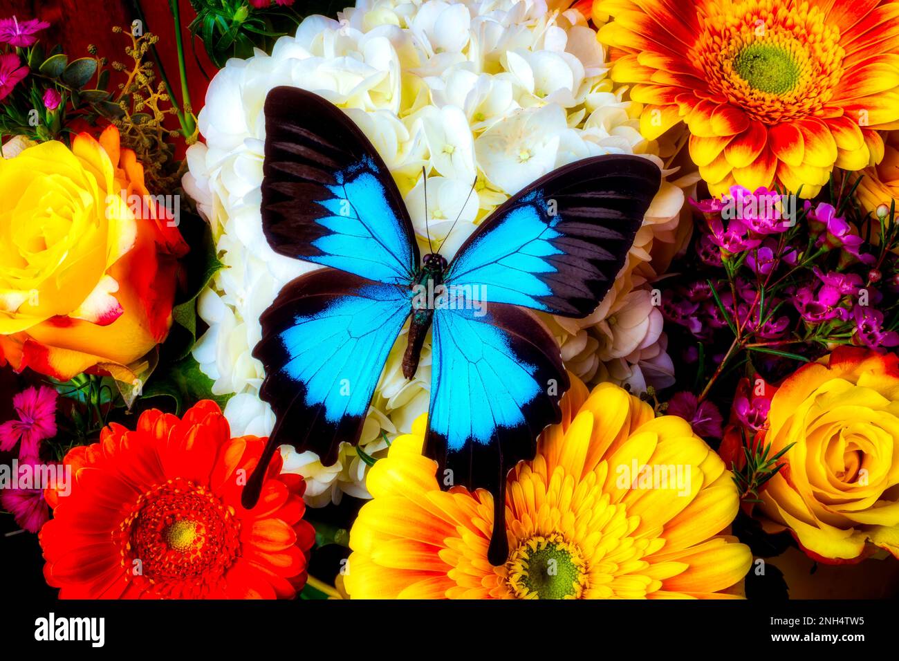 Amazing Large Blue Butterfly On Bouquet Of Spring Flowers Stock Photo ...