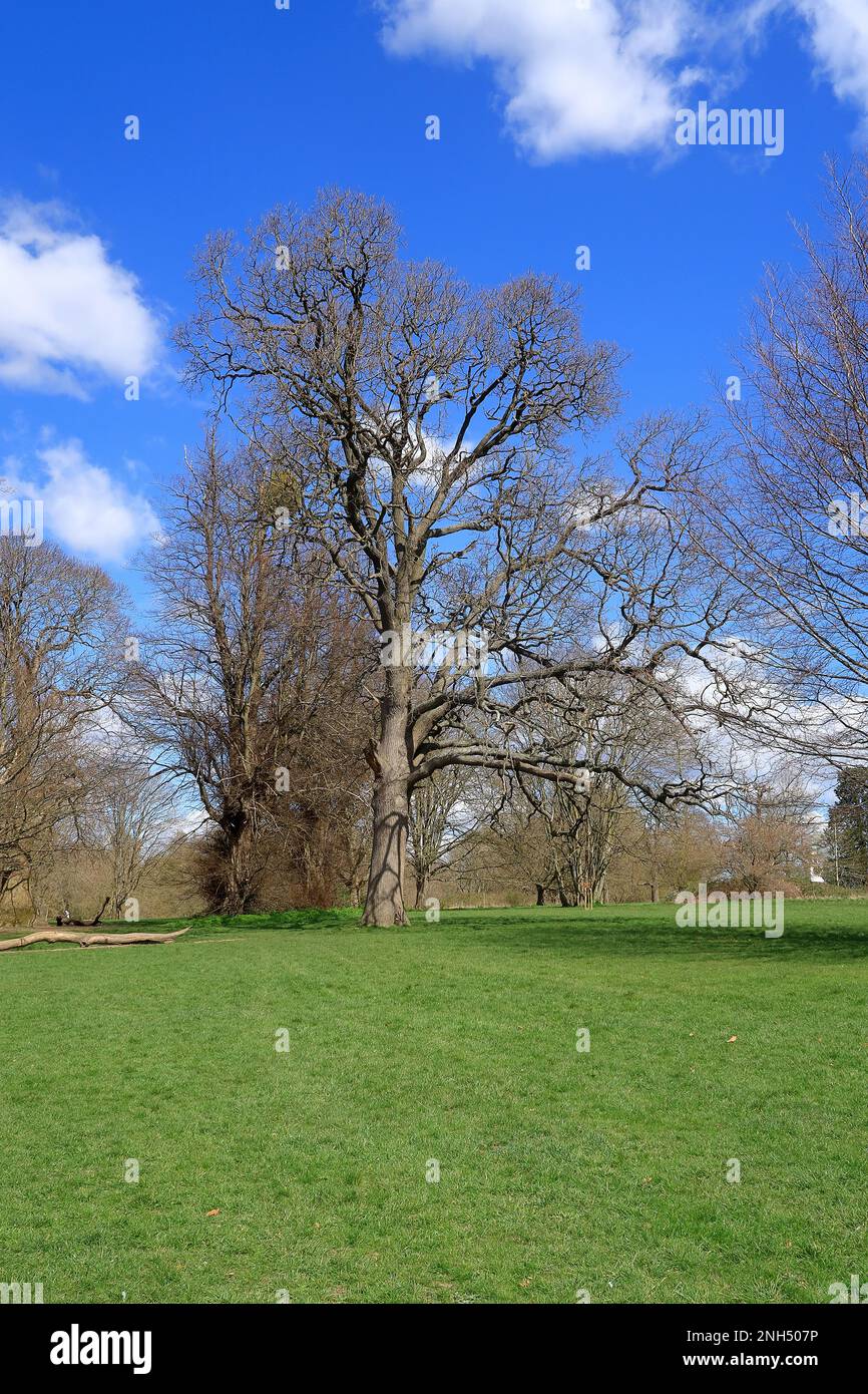 A Tall tree in a green field under a blue cloudy sky Stock Photo - Alamy