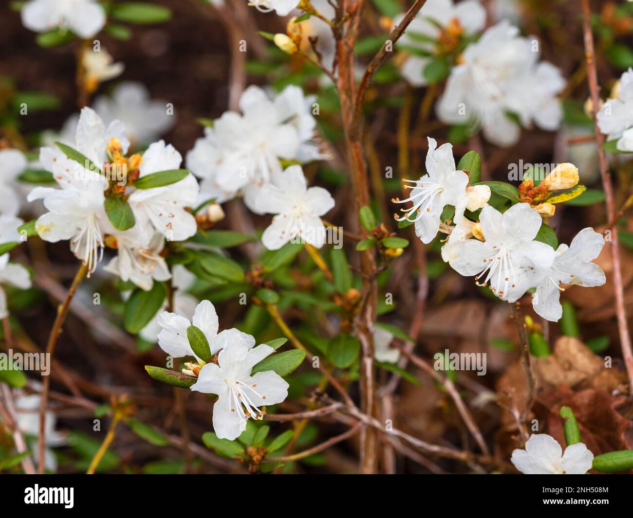White, late winter flowers of the dwarf, semi-evergreen hardy shrub, Rhododendron dauricum 'Hokkaido' Stock Photo