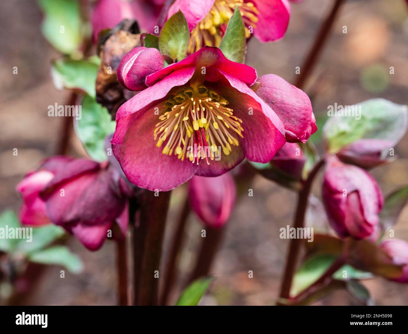 Pink February flower of the winter flowering hardy hellebore, Helleborus x hybridus 'Penny's Pink' Stock Photo