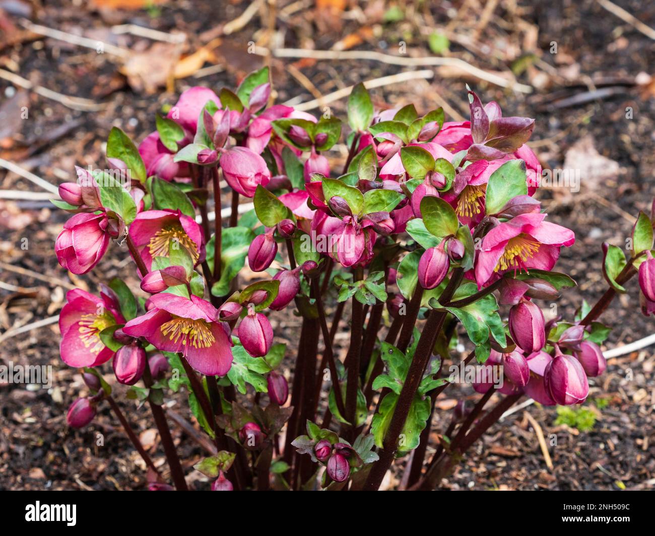 Pink February flowers of the winter flowering hardy hellebore, Helleborus x hybridus 'Penny's Pink' Stock Photo