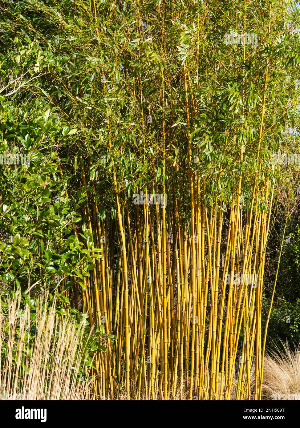 Yellow stripped canes of the hardy ornamental clumping bamboo, Phyllostachys aureosulcata f. spectabilis Stock Photo