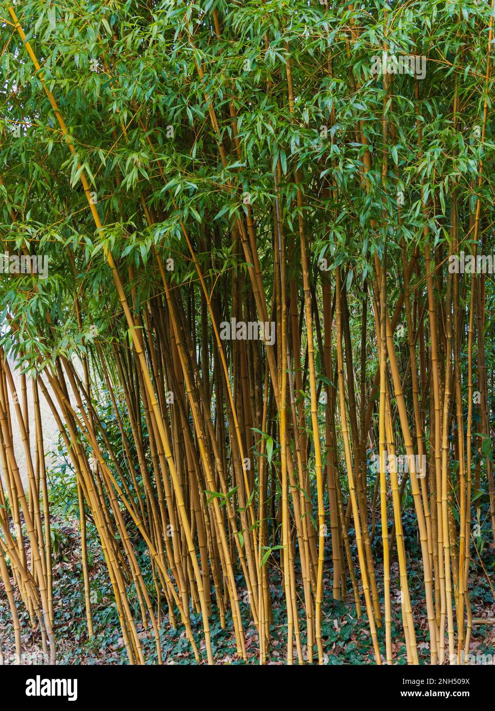 Yellow stripped canes of the hardy ornamental clumping bamboo, Semiarundinaria fastuosa Stock Photo