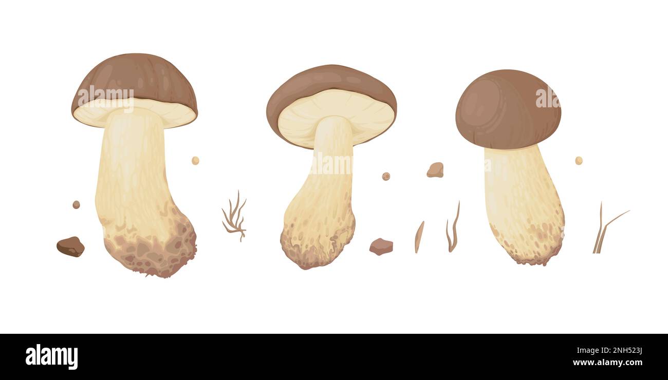 Collection of different realistic edible mushrooms in colorful style. Set of various engraved seasonal fungi vector graphic illustration. Types of Stock Vector