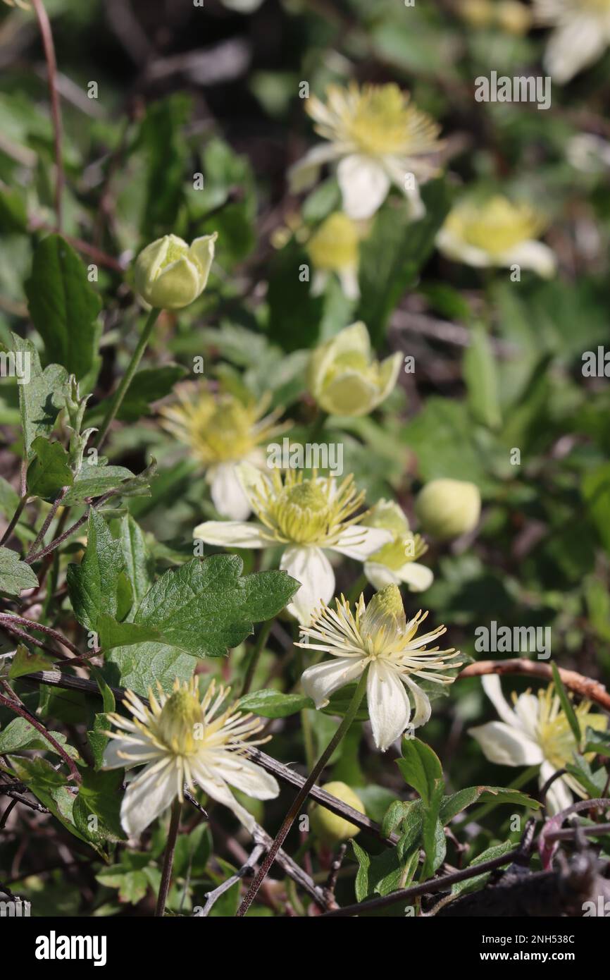 White flowering monoclinous exiguous cyme inflorescences of Clematis Lasiantha, Ranunculaceae, native vine in the Santa Monica Mountains, Winter. Stock Photo