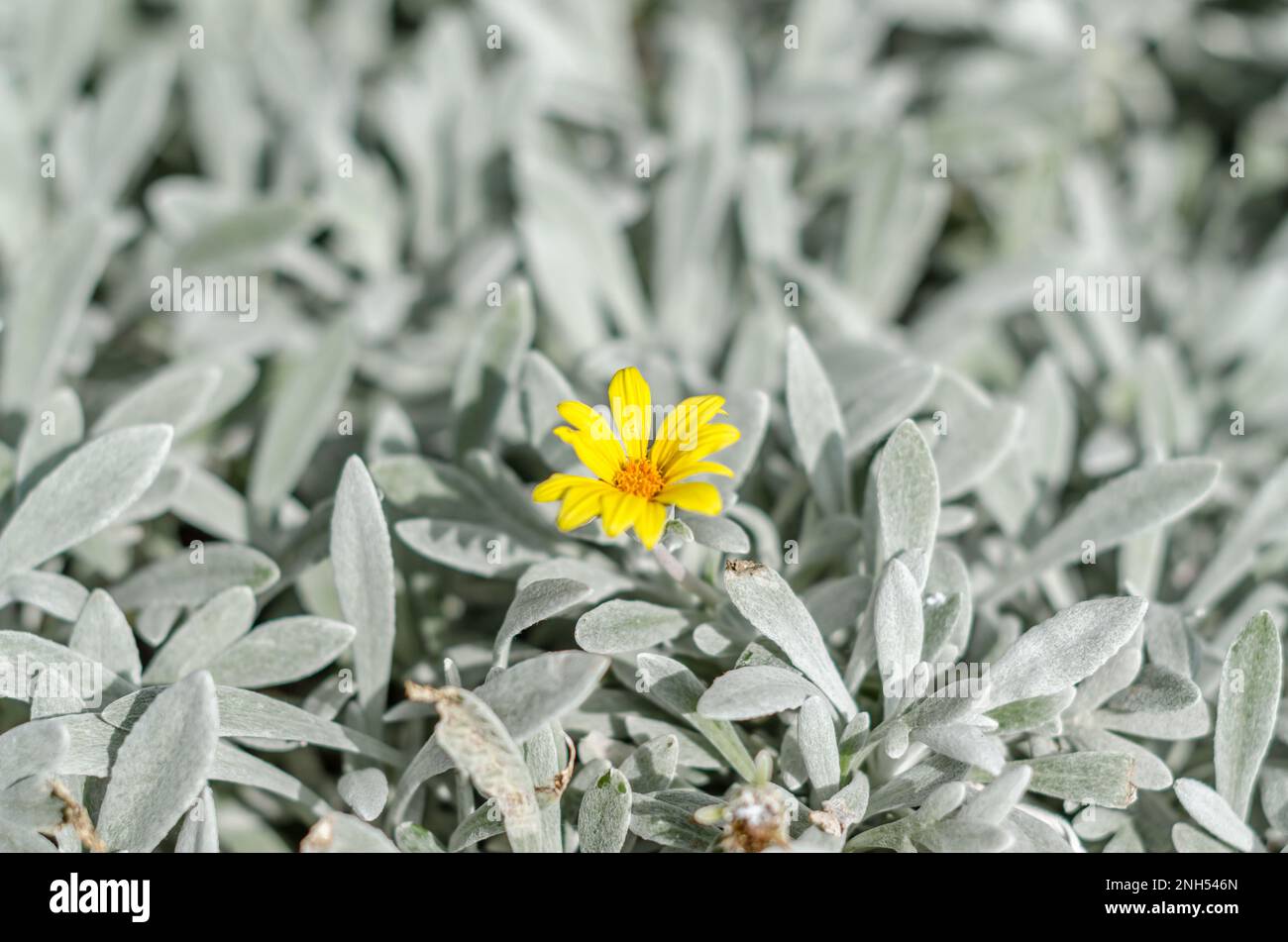 Background of silver leaves with yellow flowers plant Stock Photo