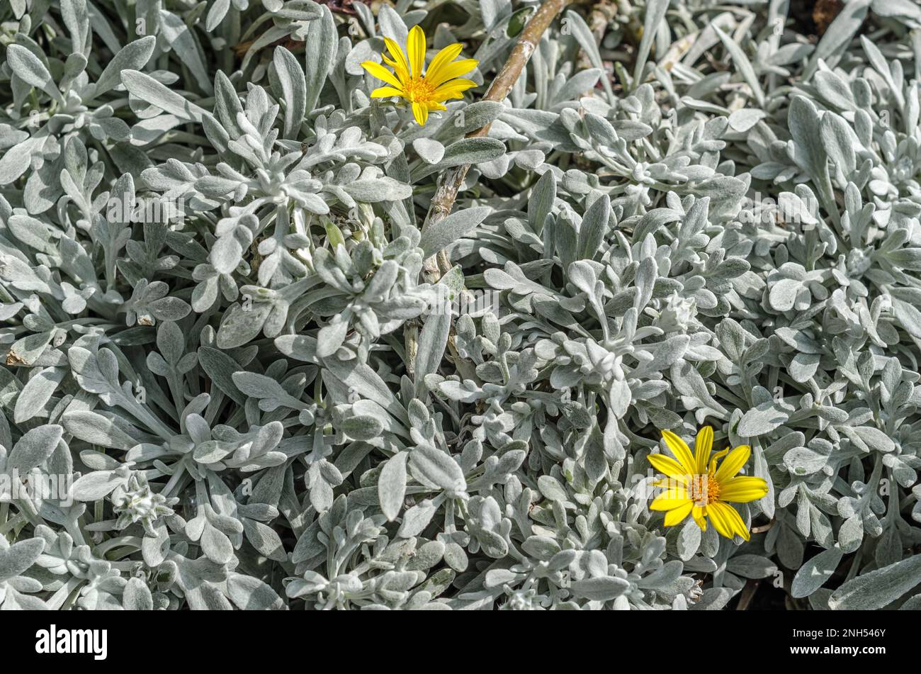 Background of silver leaves with yellow flowers plant Stock Photo