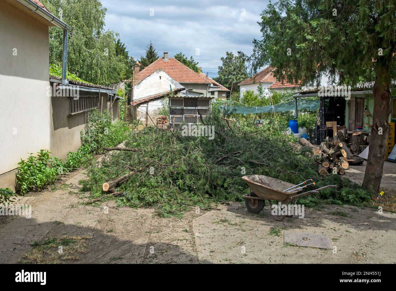 A pile of cut cypress branches and a wheelbarrow for yard work. Stock Photo