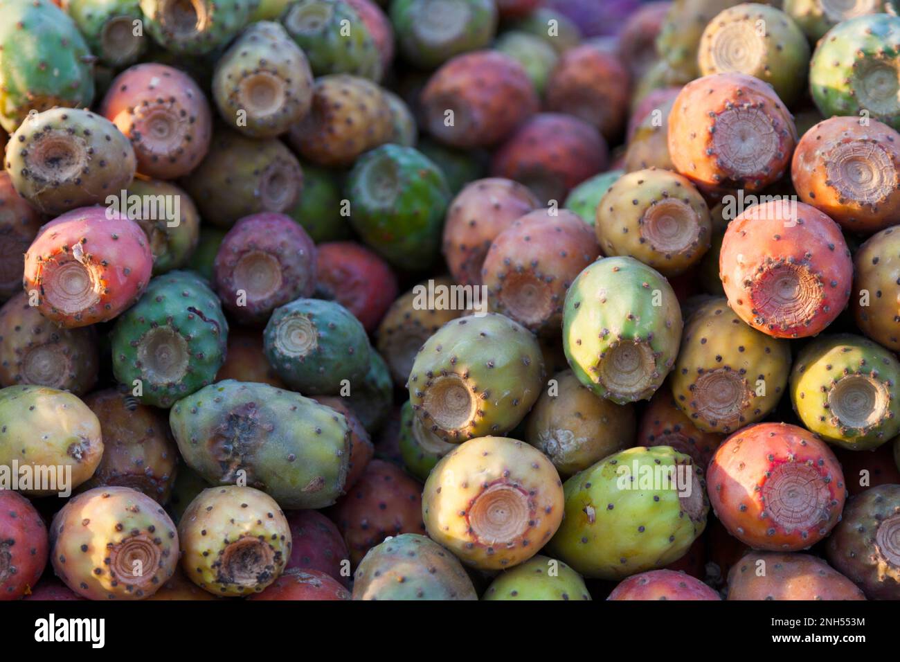 Opuntia, commonly called prickly pear, is a genus in the cactus family