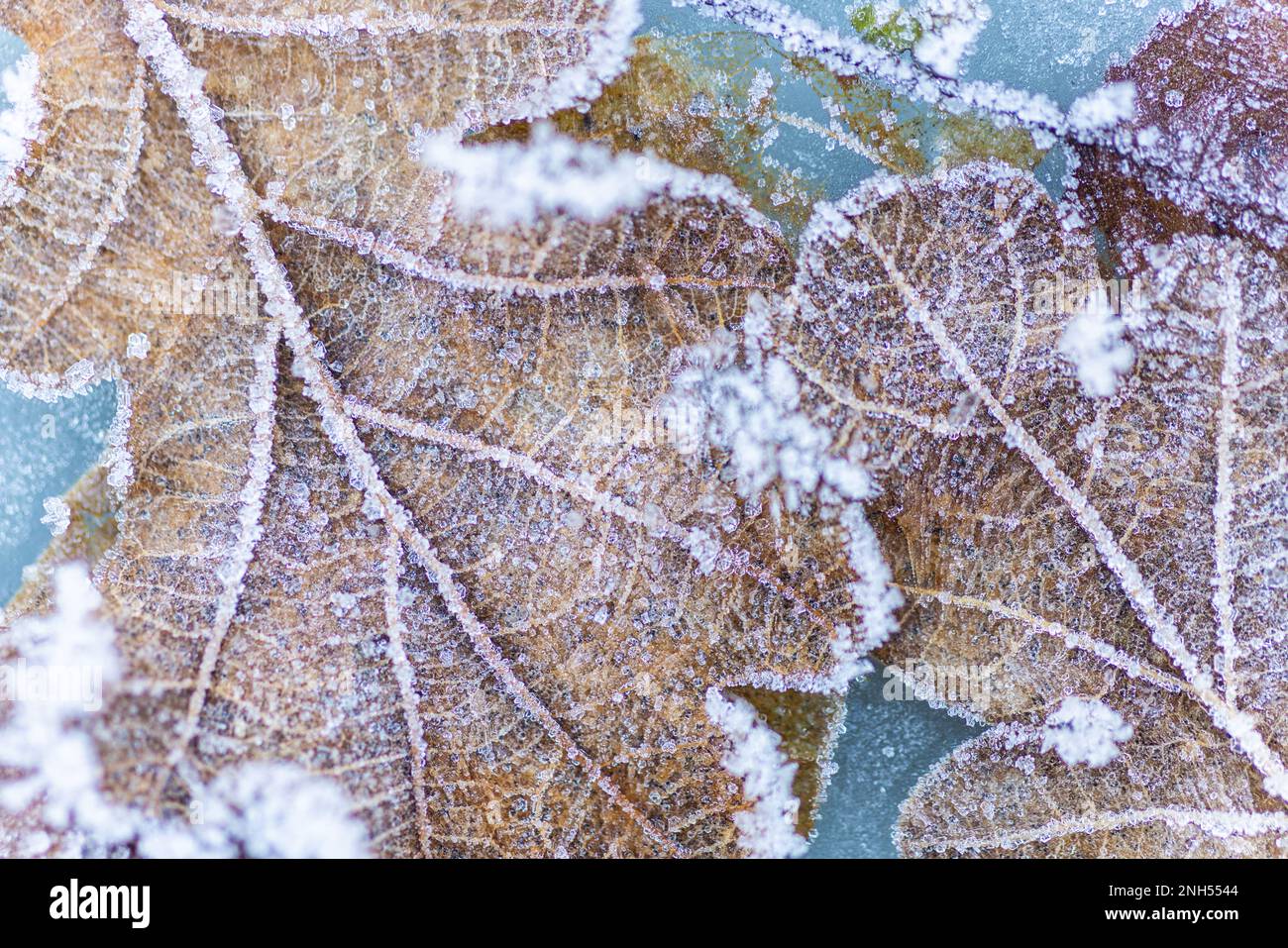 Nature winter background snow snowflakes falling on frozen oak leaves in ice Stock Photo