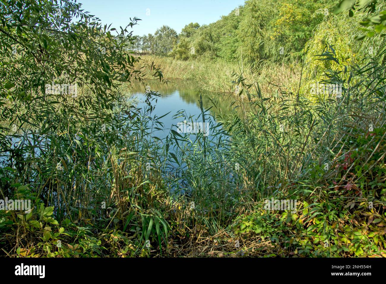 Stalks Vs Reeds Beautiful cane stalks sway in the wind. Reeds embellish the flora near ...