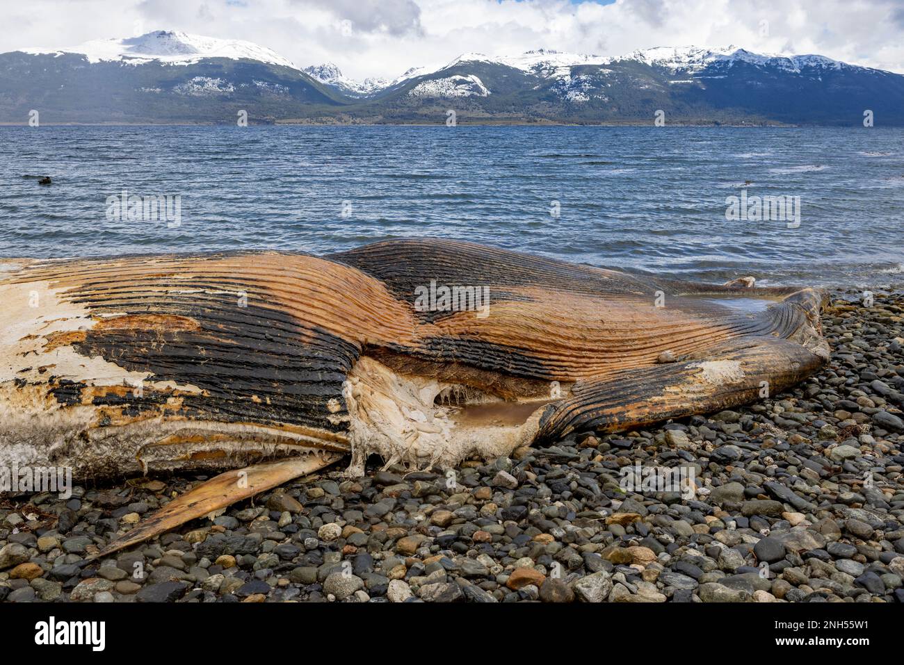 Dead whale killed in an accident with a boat laying on a stony beach near Puerto Almanza, Ushuaia, Tierra del Fuego, Argentina, South America Stock Photo