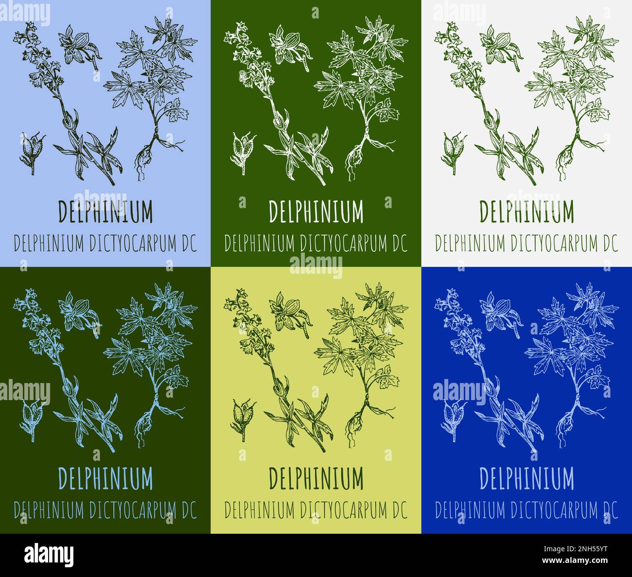 Set of vector drawings Delphinium in different colors. Hand drawn illustration. Latin name Delphinium dictyocarpum. Stock Photo