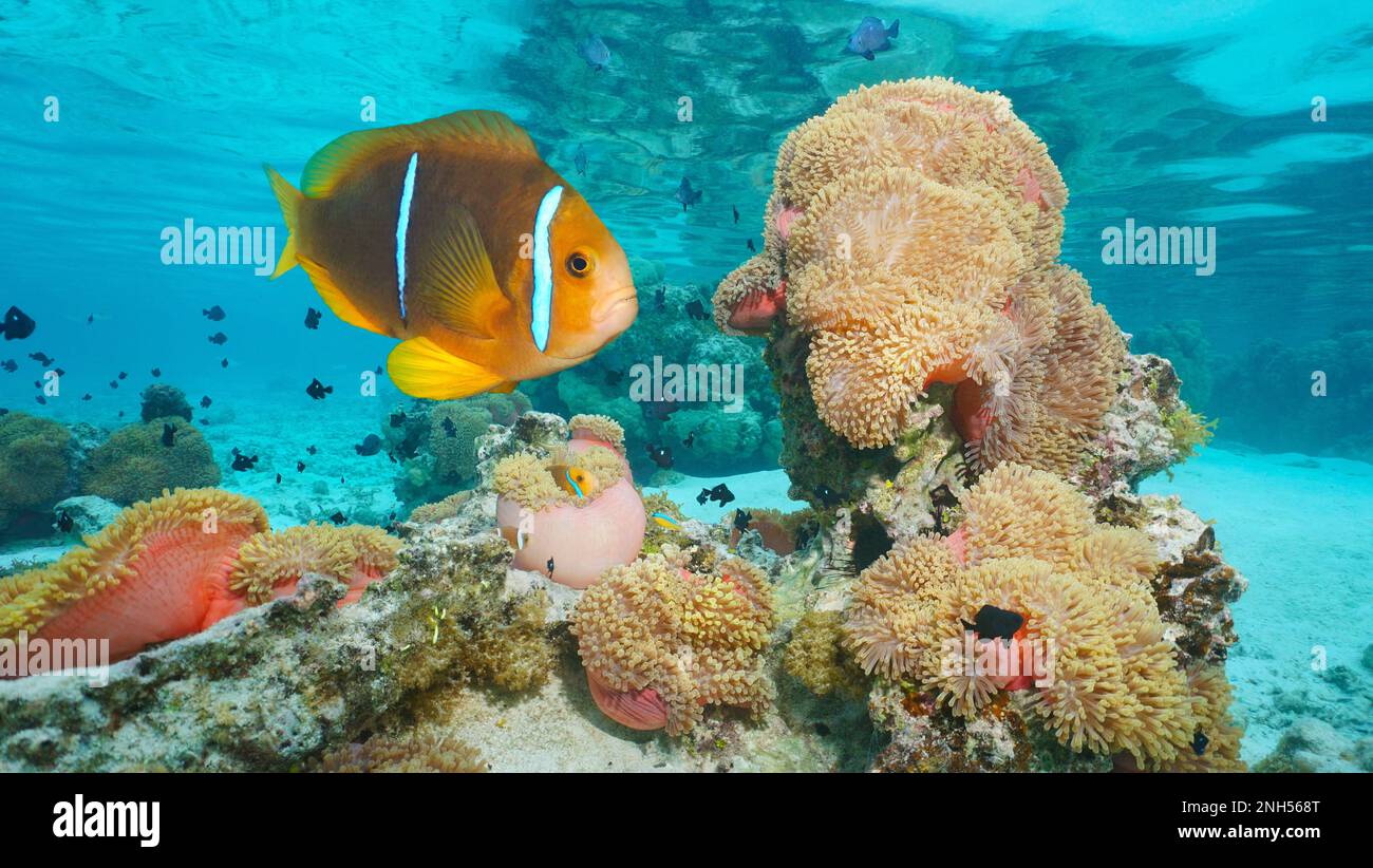 Tropical fish orange-fin anemonefish with magnificent sea anemones underwater in the ocean, south Pacific, French Polynesia Stock Photo