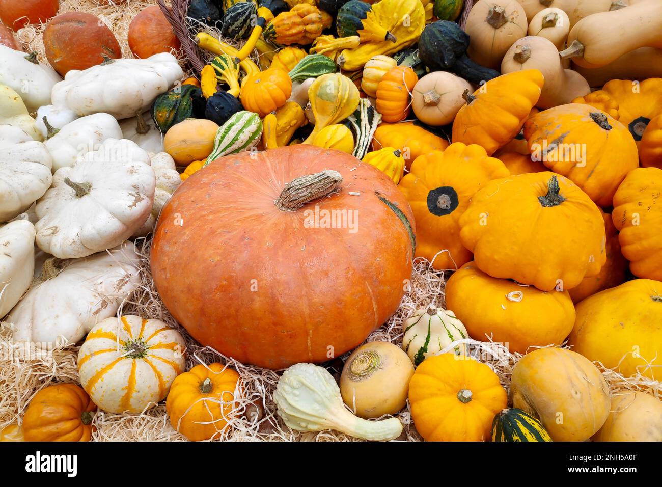 Close-up on a stack of various Cucurbits on a market stall. Stock Photo