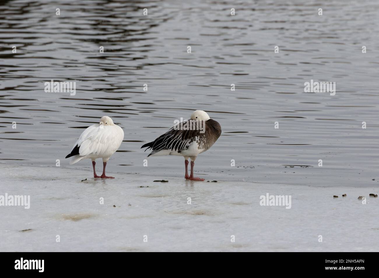 The snow goose (Anser caerulescens) is a species of goose native to ...