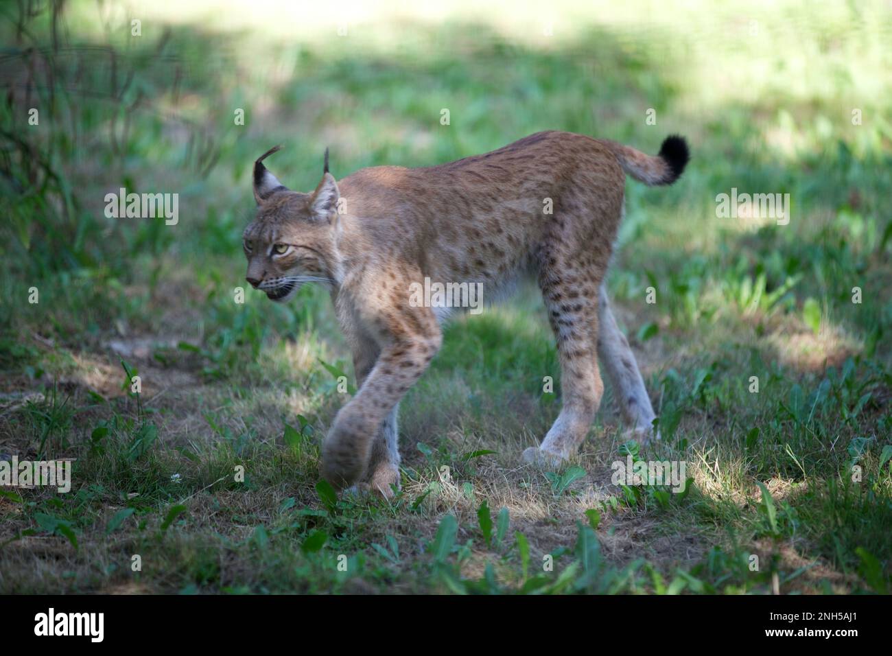 Siberian Lynx walking to a tree to get some shadow during the heatwave. Stock Photo