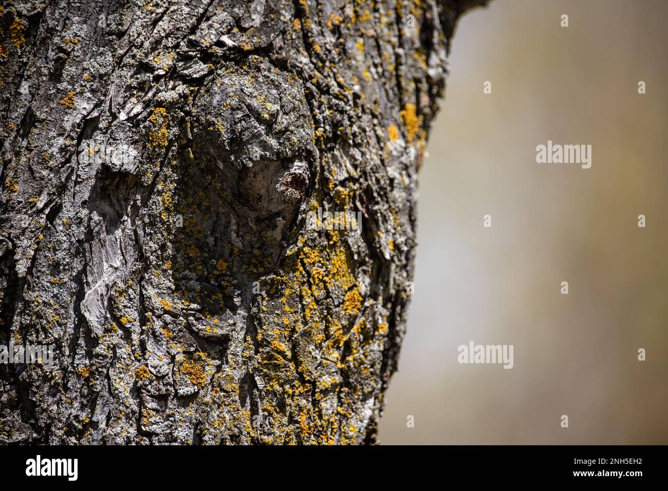 Burl or knob of a tree and closeup showing the texture of the bark on a tree on a spring day in