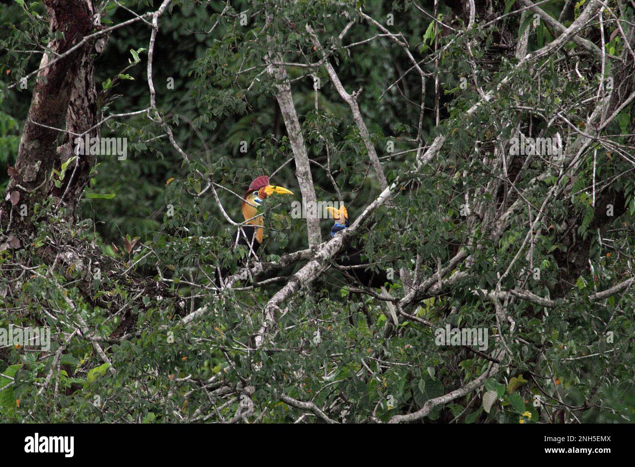A pair of knobbed hornbills, or sometimes called Sulawesi wrinkled hornbill (Rhyticeros cassidix), is photographed as they are foraging on a tree in a rainforest area near Mount Tangkoko and Duasudara in Bitung, North Sulawesi, Indonesia. 'Hornbills are diurnal species that mostly travel in pairs and remain monogamous,' wrote Amanda Hackett of Wildlife Conservation Society in a 2022 publication. Play an important role in seed dispersal—often dubbed as forest farmer by ornithologists, hornbills 'keep the cycle of the forest growing and evolving with all the fruit they consume each day.' Stock Photo