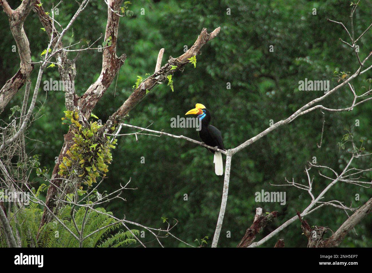 A female individual of knobbed hornbill, or sometimes called A female individual of knobbed hornbill, or sometimes called Sulawesi wrinkled hornbill (Rhyticeros cassidix), is perching on a branch of a tree in a rainforest area near Mount Tangkoko and DuaSudara in Bitung, North Sulawesi, Indonesia. Due to their dependency on forest and certain types of trees, hornbills in general are threatened by climate change. Stock Photo