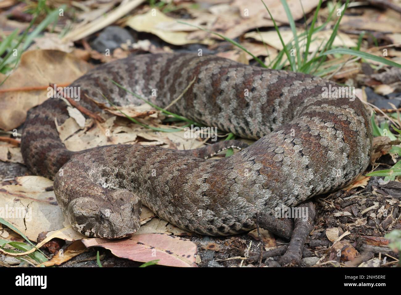 Highly Venomous Australian Common Death Adder Stock Photo - Alamy
