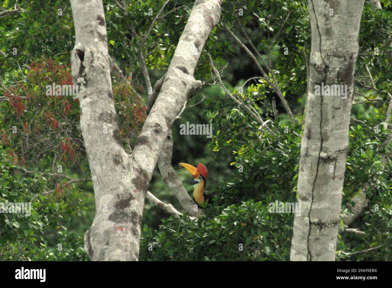 A male individual of knobbed hornbill, or sometimes called Sulawesi wrinkled hornbill (Rhyticeros cassidix), is foraging on a tree in a rainforest area near Mount Tangkoko and Duasudara in Bitung, North Sulawesi, Indonesia. Due to their dependency on forest and certain types of trees, hornbills in general are threatened by climate change. Stock Photo