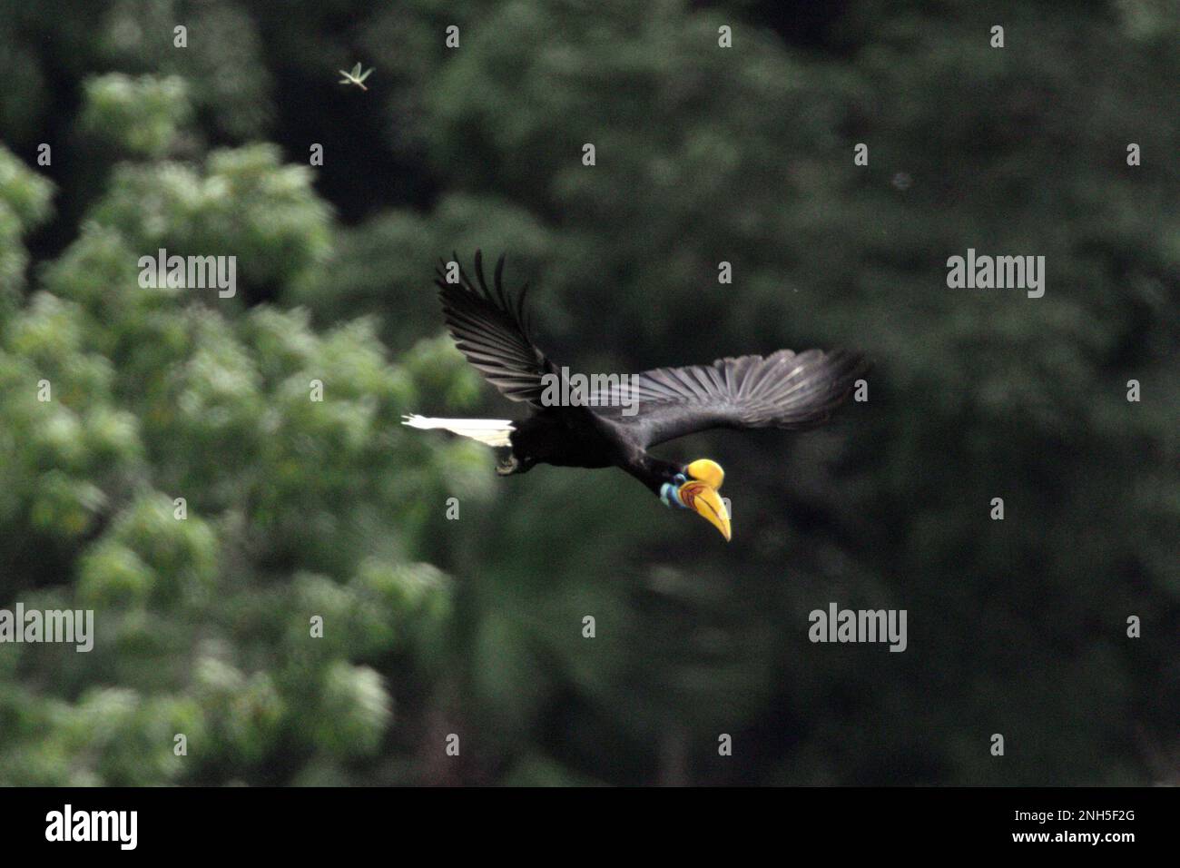 A female individual of knobbed hornbill, or sometimes called Sulawesi wrinkled hornbill (Rhyticeros cassidix), flies as she is leaving a tree during a foraging session in a rainforest area near Mount Tangkoko and Duasudara in Bitung, North Sulawesi, Indonesia. Play an important role in seed dispersal—often dubbed as forest farmer by ornithologists, hornbills 'keep the cycle of the forest growing and evolving with all the fruit they consume each day,' wrote Amanda Hackett of Wildlife Conservation Society in a 2022 publication. Stock Photo