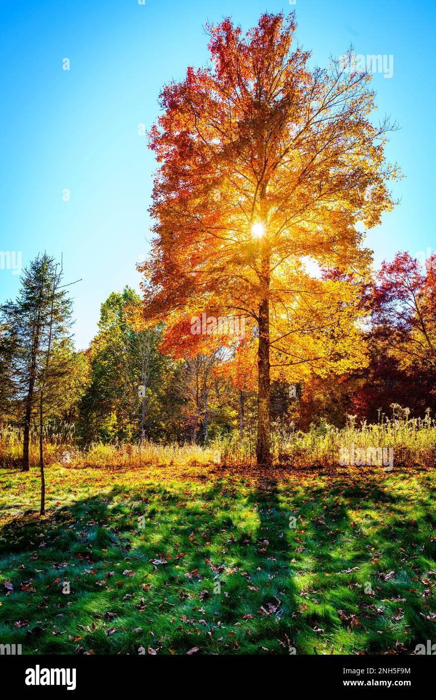 Sun shining through the brances of a tree in North Carolina Arboretum in fall Stock Photo