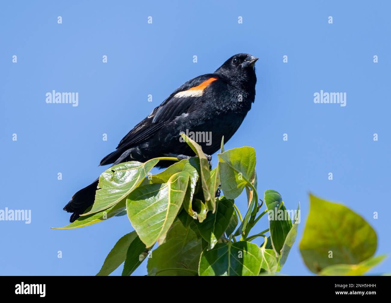 Red-winged Blackbird, (Agelaius phoeniceus), Prince's Island Park, Calgary, Alberta, Canada Stock Photo