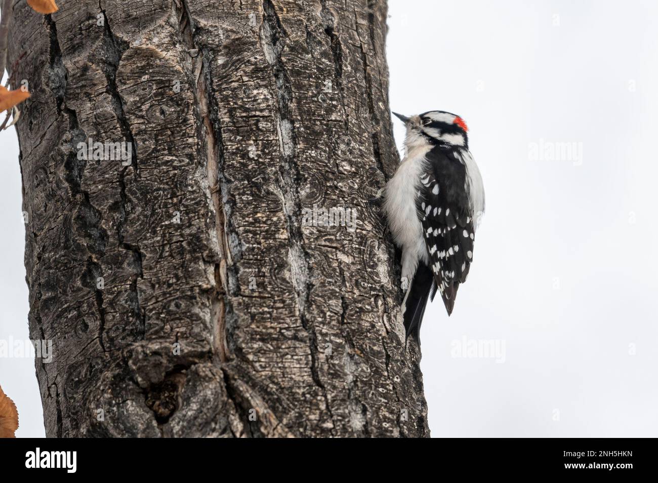 Downy woodpecker (Picoides pubescens), Calgary, Carburn Park, Alberta, Canada Stock Photo