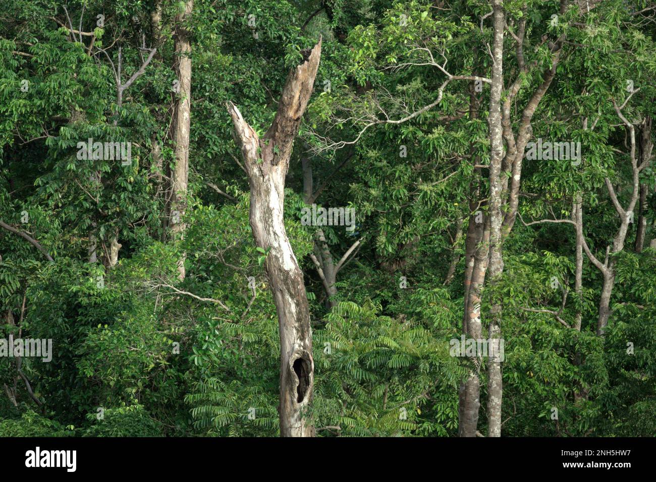 A dead tree with a hole on its trunk that has been surveyed as a potential nest by knobbed hornbills, or sometimes called Sulawesi wrinkled hornbill (Rhyticeros cassidix), which is located in a rainforest area near Mount Tangkoko and DuaSudara in Bitung, North Sulawesi, Indonesia. 'Much of the public perception of the effects of the climate crisis is related to scenarios calculated for 2050 and beyond. Yet the effects of the climate crisis are current and can manifest not just within our lifetime, but even over a single decade,' said Dr. Nicholas Pattinson (University of Cape Town). Stock Photo
