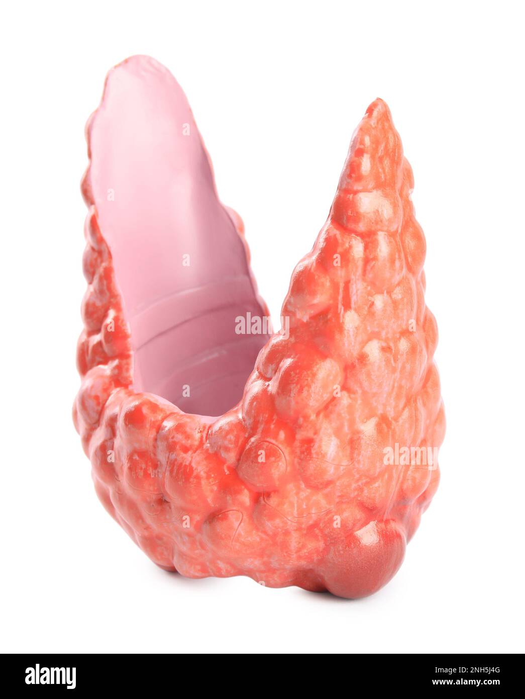Plastic model of thyroid with tumor isolated on white Stock Photo