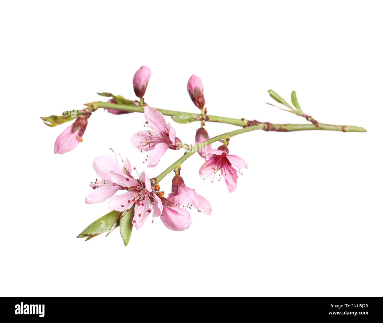Beautiful sakura tree branch isolated on white Stock Photo