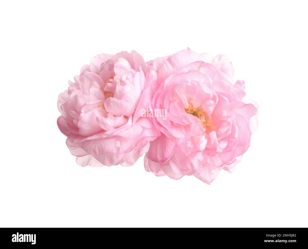 Beautiful sakura tree flowers on white background Stock Photo