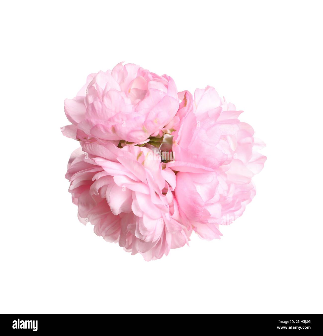Beautiful sakura tree flowers on white background Stock Photo
