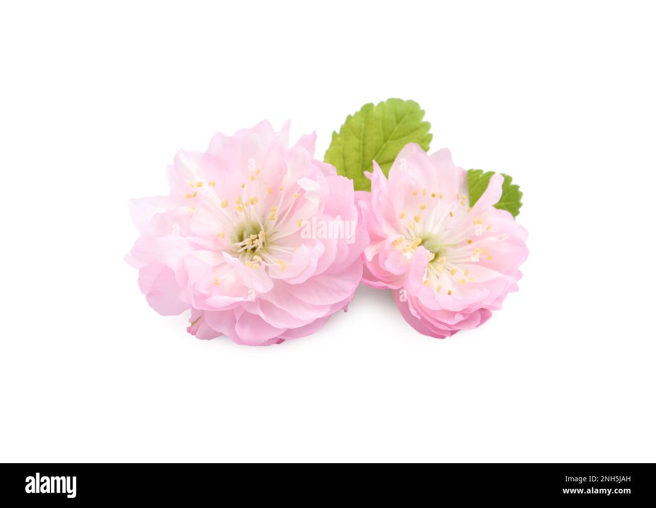 Beautiful sakura tree flowers on white background Stock Photo