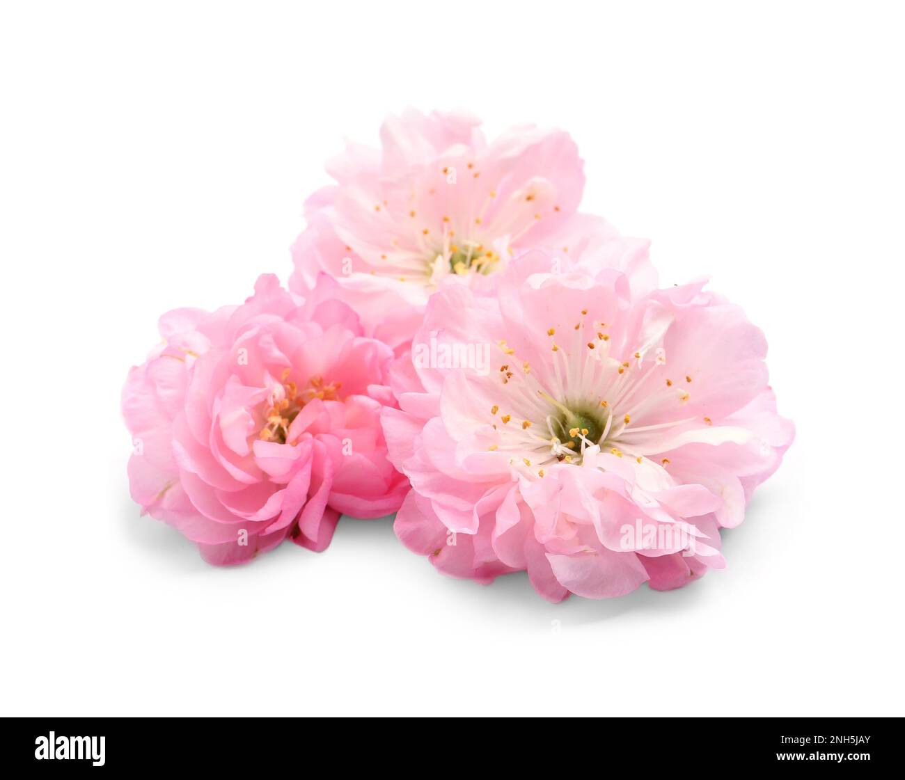 Beautiful sakura tree flowers on white background Stock Photo