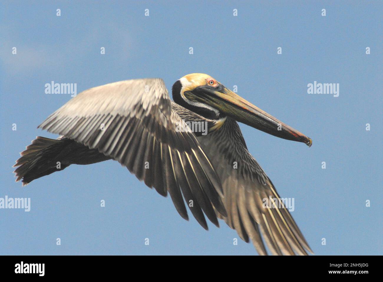 Close up of a beautiful Florida Brown Pelican flying in a clear blue sky.  Note the colorful mating plumage. Stock Photo