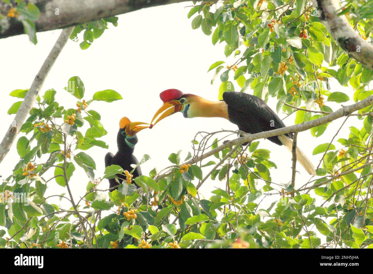 A male individual of knobbed hornbill, or sometimes called Sulawesi wrinkled hornbill (Rhyticeros cassidix), feeds a female individual with a ficus fruit as they are foraging on a fig tree in a rainforest area near Mount Tangkoko and DuaSudara in Bitung, North Sulawesi, Indonesia. 'Hornbills are diurnal species that mostly travel in pairs and remain monogamous,' wrote Amanda Hackett of Wildlife Conservation Society in a 2022 publication. Play an important role in seed dispersal—often dubbed as forest farmer by ornithologists, hornbills 'keep the cycle of the forest growing and evolving.' Stock Photo