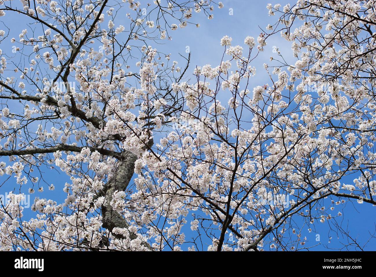 Beautiful Spring in Japan Stock Photo