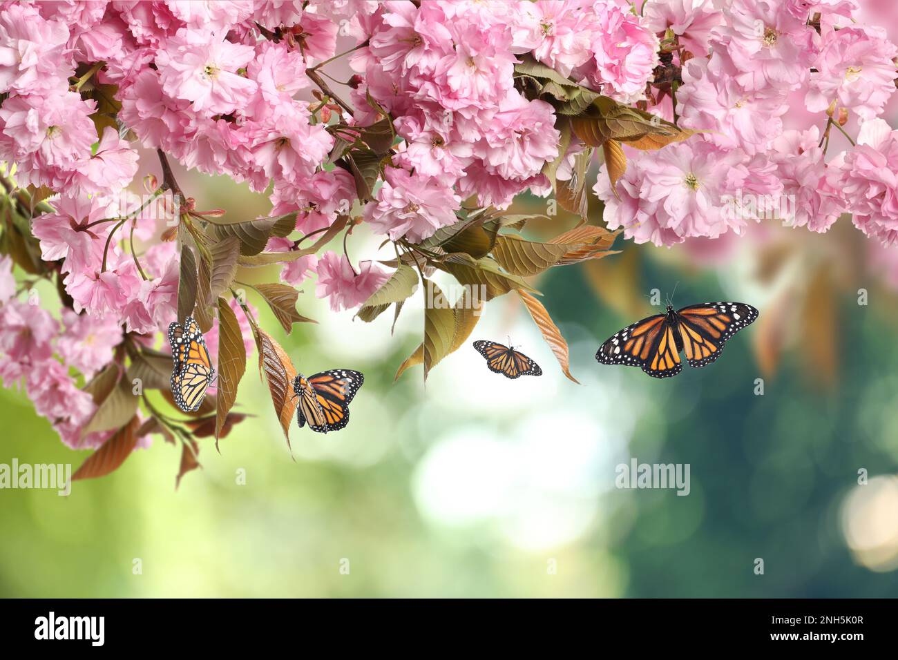 Beautiful sakura tree with delicate pink flowers and flying butterflies
