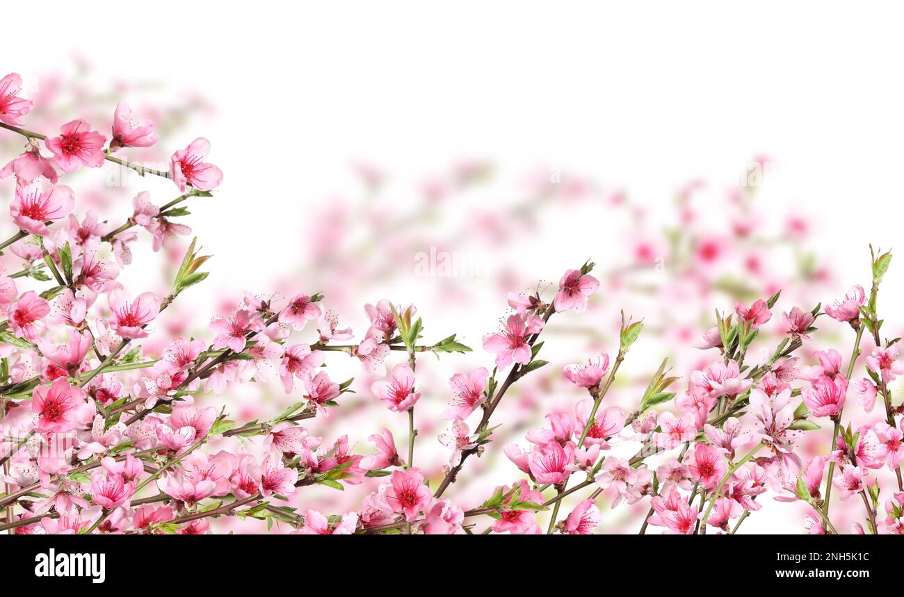 Beautiful sakura tree branches with delicate pink flowers on white ...